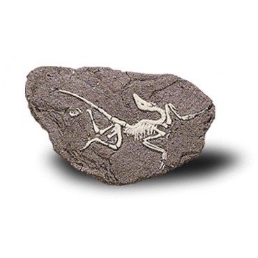 Duży szkielet dinozaura - wykopalisko na kamieniu Bones&More - 3