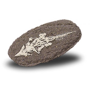 Duży szkielet dinozaura - wykopalisko na kamieniu Bones&More - 4