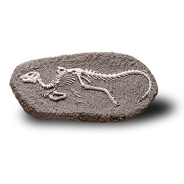 Duży szkielet dinozaura - wykopalisko na kamieniu Bones&More - 7