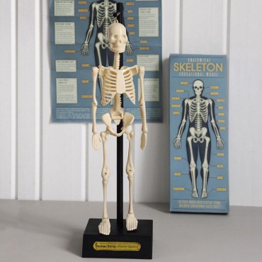 Anatomiczny model szkieletu Rex London - 1