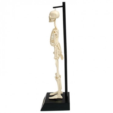 Anatomiczny model szkieletu Rex London - 4