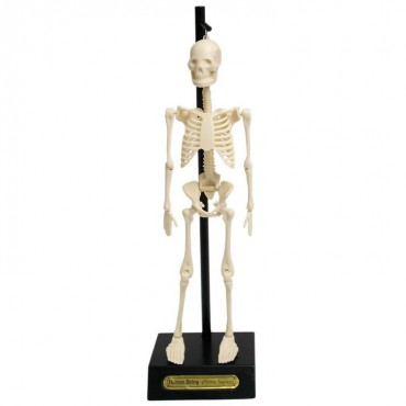 Anatomiczny model szkieletu Rex London - 5
