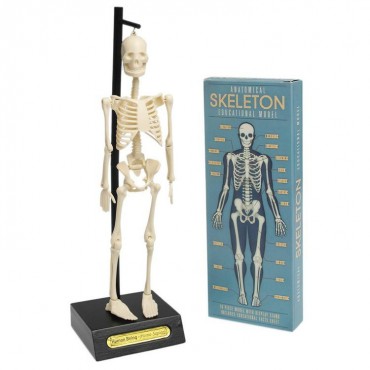 Anatomiczny model szkieletu Rex London - 6