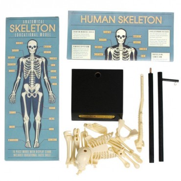 Anatomiczny model szkieletu Rex London - 8
