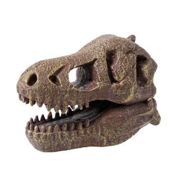 Muzeum czaszek dinozaura - Tyranozaur Buki - 3