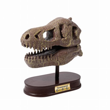 Muzeum czaszek dinozaura - Tyranozaur Buki - 4
