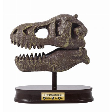 Muzeum czaszek dinozaura - Tyranozaur Buki - 6