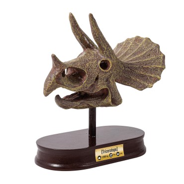 Muzeum czaszek dinozaura - Triceratops Buki - 3
